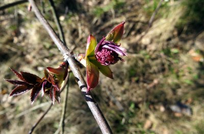 Spring Buds - Sambucus racemosa - Elderberry