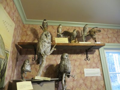 Owls and Hawks