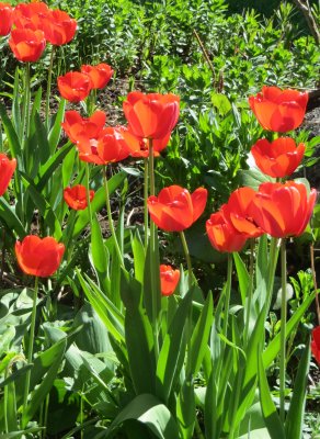 Tulips