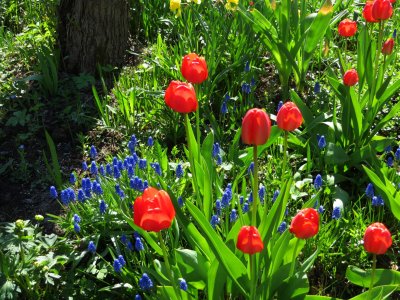 Red and Blue