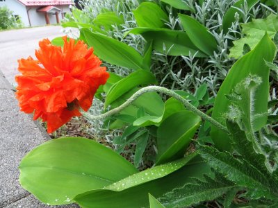 Poppy