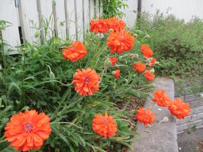 More poppies