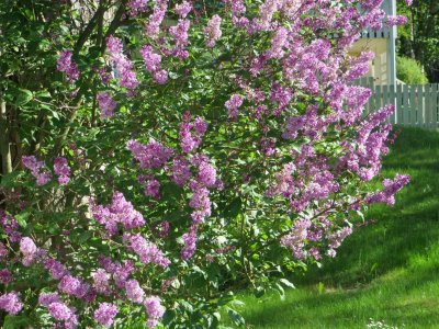 Hungarian Lilacs