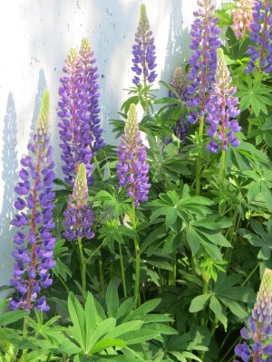 Lupins - very early!