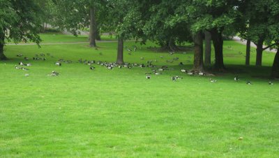 Canadian/barnacle geese