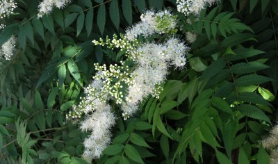 Fluffy Clusters