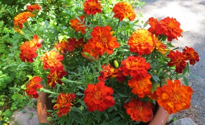 Tagetes patula Velvet rose