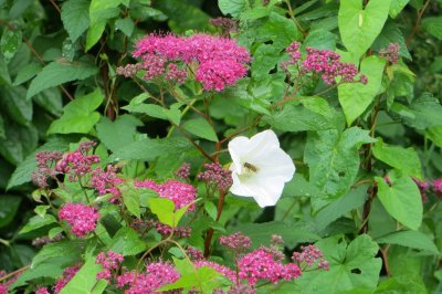 White Danger - Calystegia sepium