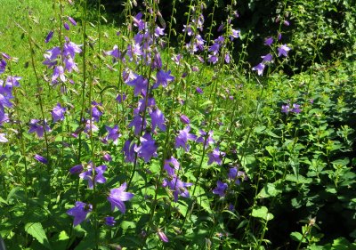 Bluebells