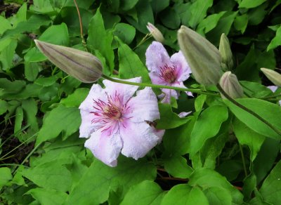 Clematis with Buds