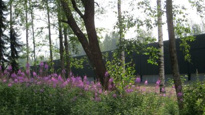 Misty morning with fireweed (Chamaenerion angustifolium)