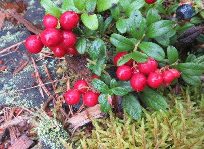 Lingonberries after rain