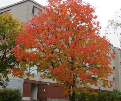 Maple in autumn colours