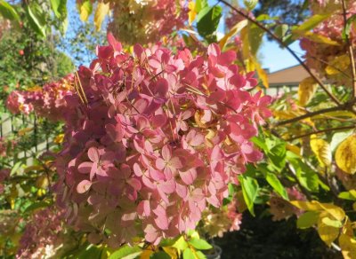 Hortensia