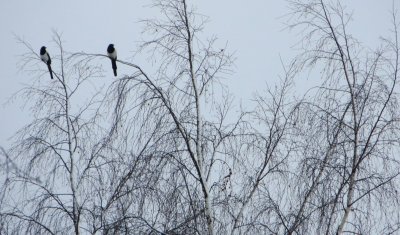 Magpies in winter