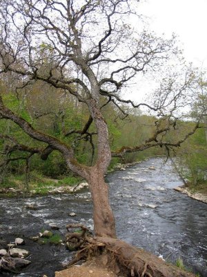 A Tree Onshore