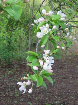 Apple blossoms