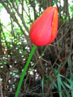 Lone Tulip