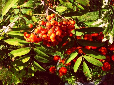 Rowan Tree