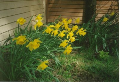 Daffodils