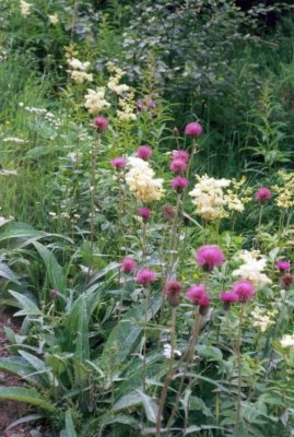 Filipendula ulmaria/Meadowsweet and other plants