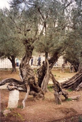 A  Very Old Tree No. 2, Jerusalem