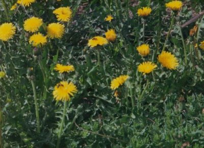 Dandelions