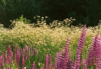 Wild lupins 1