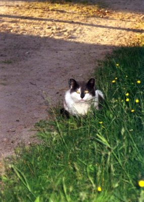 A Cat, Jyskyjrvi, Russian Karelia, June 2001