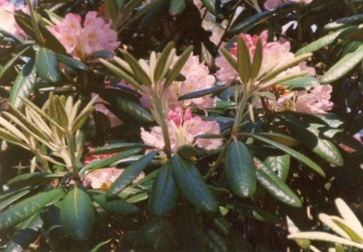Rhododendrons