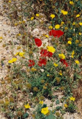 Wild Flowers, Poppies and ?? in Cyprus
