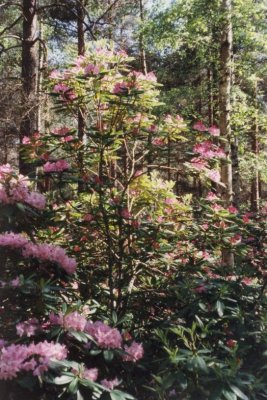 Rhododendron Park, Helsinki, Finland