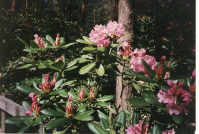 Rhododendron Park, Helsinki, Finland