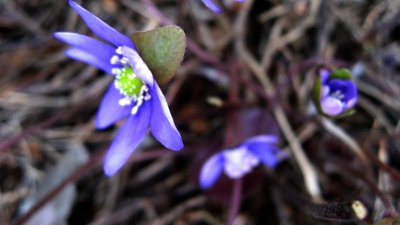 Hepatica