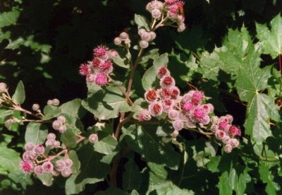 Downy Burdock or Woolly Burdock, Arctium tomentosum