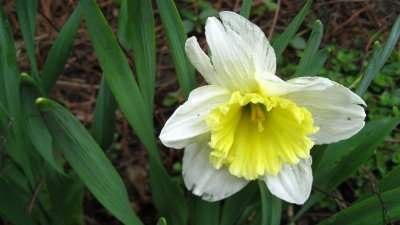Daffodil