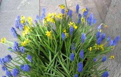 Flowers in the City