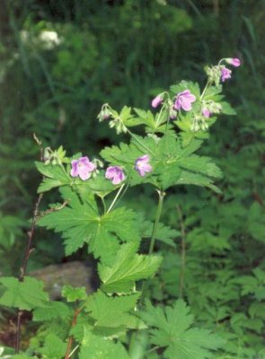Cranesbill, Geranium Silvaticum