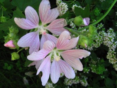 Malva Flowers with Water Drops