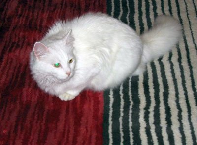 Madde,  the White Cat
