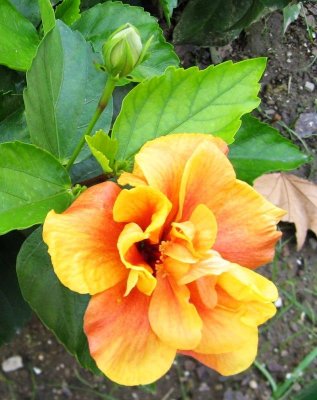 Yellow and Orange..