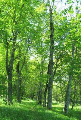 A Path in the Nature Park...