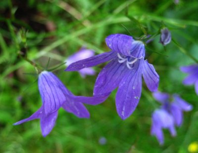 Spreading Bellflowers    Campanula Patula