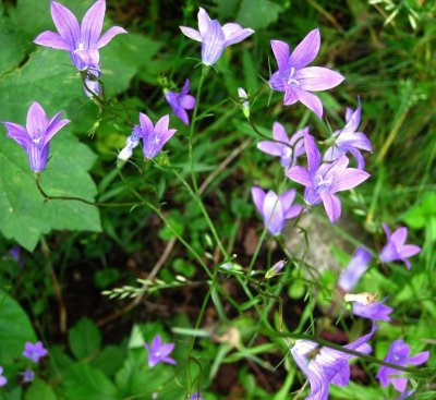 Spreading Bellflowers  Campanula Patula