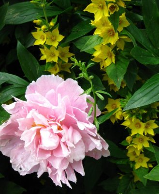 Peony Among Lycimachia Punctata
