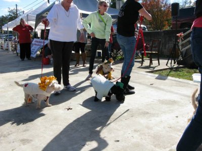 ASTRA Lion Wizard of Oz Susan Friend 535589.jpg