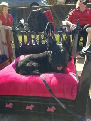 ASTRAs Tucker on STRSE bed ASTRA 1450280.jpg