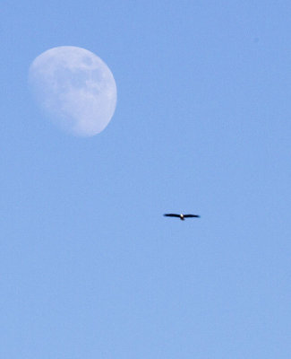 Eagle and Moon.jpg