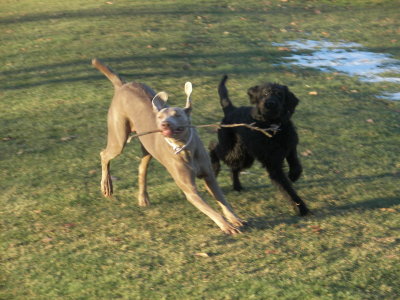 Stick wrestling...