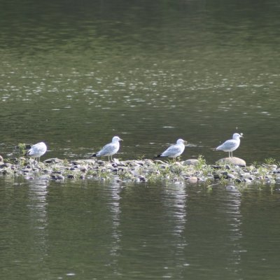 Birds on the river